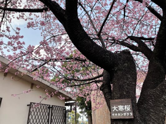 日比谷公園でウォーキング