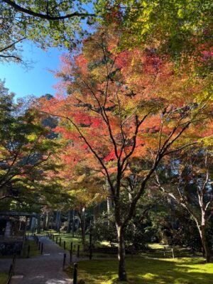 今年の黄葉と紅葉