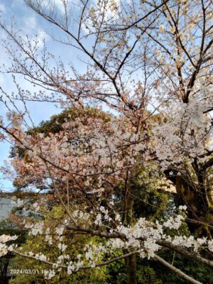 のどかな春の１日！