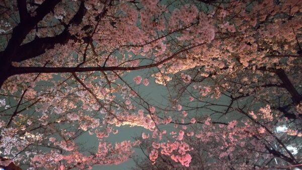 桜
