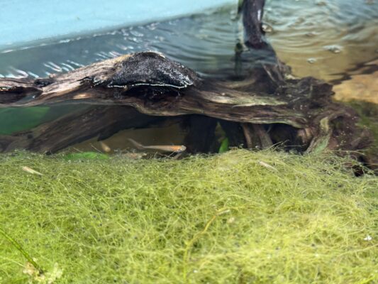 メダカの成長