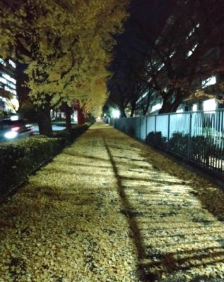 黄色の絨毯は散歩道！