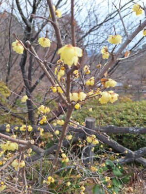 立春を迎え