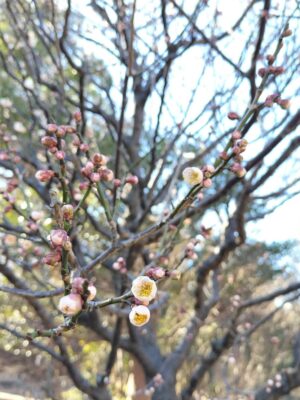 向島百花園