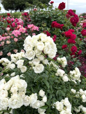 薔薇