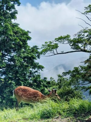 阿夫利山