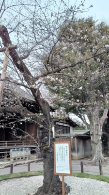 春の訪れ