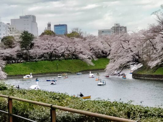 帰り道も春爛漫 千鳥ヶ淵