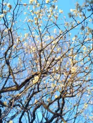春間近梅の花